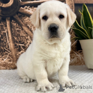 Photo №2 to announcement № 165131 for the sale of labrador retriever - buy in Germany private announcement