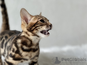 Additional photos: Gorgeous Bengal boy