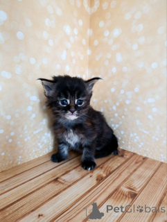 Photo №2 to announcement № 162473 for the sale of maine coon - buy in Russian Federation from nursery