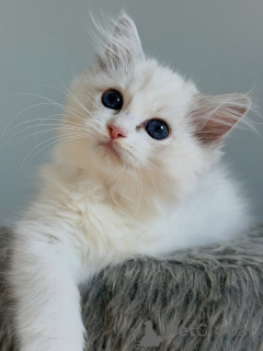 Photo №2 to announcement № 174898 for the sale of ragdoll - buy in Netherlands breeder