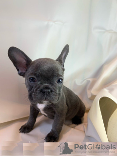 Additional photos: Adorable French bulldog Puppies for free adoption