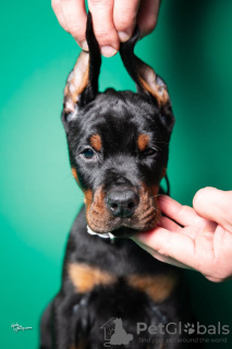 Photo №3. Doberman puppies for sale. Serbia