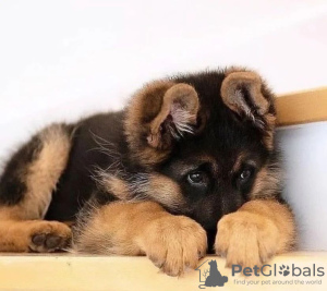 Photo №1. german shepherd - for sale in the city of Budapest | negotiated | Announcement № 71396