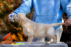 Additional photos: Golden retriever puppies