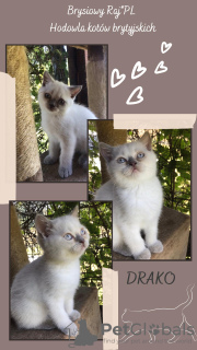 Photo №2 to announcement № 13665 for the sale of british shorthair - buy in Poland private announcement, breeder