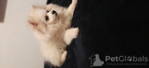 Photo №1. pomeranian - for sale in the city of Lisbon | 740$ | Announcement № 48280