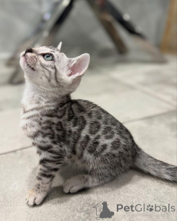 Photo №2 to announcement № 152551 for the sale of bengal cat - buy in Germany private announcement
