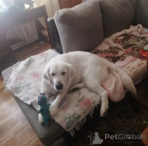 Photo №3. Adorable Golden Retriever Puppies For Rehoming.. United Kingdom