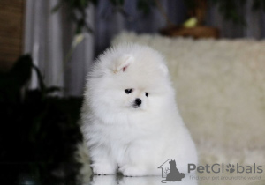 Photo №2 to announcement № 120044 for the sale of pomeranian - buy in Germany private announcement