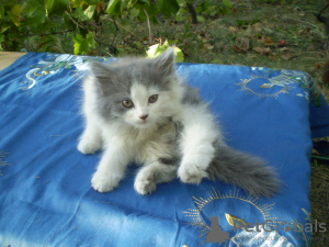 Photo №3. Kittens for sale. Ukraine