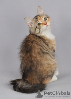 Photo №1. siberian cat - for sale in the city of Penza | negotiated | Announcement № 93496