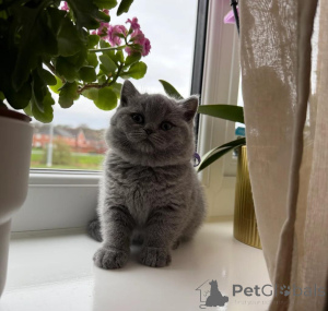 Photo №3. Patience Personified - The Ideal Breed for Children and Dogs. Switzerland