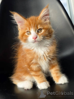 Photo №1. maine coon - for sale in the city of Brussels | negotiated | Announcement № 177879