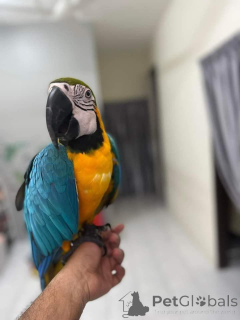 Photo №2 to announcement № 143954 for the sale of non-pedigree dogs - buy in Iran breeder