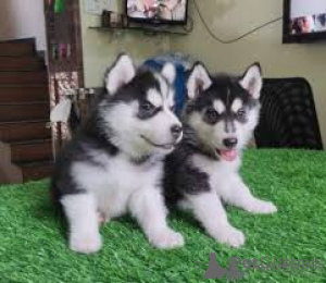Photo №1. siberian husky - for sale in the city of DESUU-ROXLAU | negotiated | Announcement № 160282