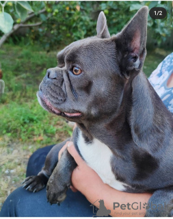 Additional photos: French bulldog carrier lilac