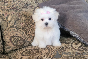Photo №1. maltese dog - for sale in the city of London | negotiated | Announcement № 94180
