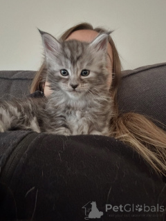 Photo №3. Gorgeous Tabby Maine Coon Kitten Cool Coat & Sweet Temperament. Germany