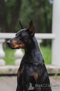 Photo №4. Mating dobermann in Russian Federation. Announcement № 125543