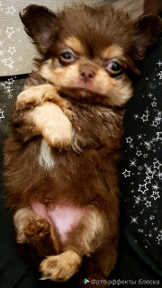 Photo №2 to announcement № 1670 for the sale of chihuahua - buy in Russian Federation breeder