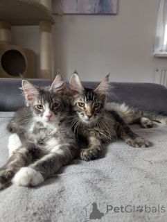 Photo №1. minuet cat shorthair - for sale in the city of Hagen | 329$ | Announcement № 148355