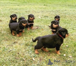 Photo №1. rottweiler - for sale in the city of Włocławek | 370$ | Announcement № 105506