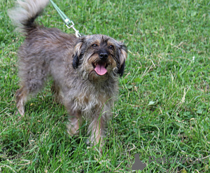 Photo №3. Rare looking dog looking for a home. Russian Federation