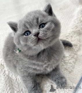 Photo №3.  British Shorthair Kitten Available for Adoption . Greece