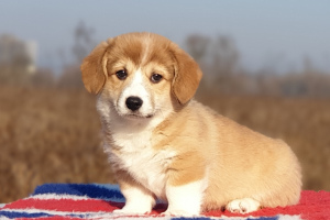Photo №2 to announcement № 5750 for the sale of welsh corgi - buy in Ukraine private announcement, breeder