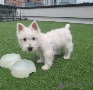 Photo №3. Free westie available for adoption. United Kingdom