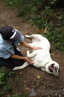 Additional photos: In search of a home and good reliable hands, the boy Stuart.