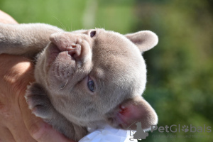 Photo №4. I will sell french bulldog in the city of Farciennes. breeder - price - 2113$