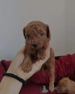 Photo №3. Red dwarf poodle puppies. Serbia