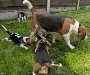 Photo №2 to announcement № 166178 for the sale of beagle - buy in Germany 