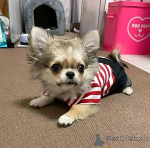 Photo №2 to announcement № 165318 for the sale of chihuahua - buy in Finland private announcement, breeder