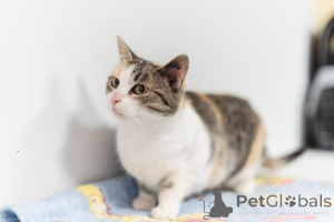 Photo №4. I will sell  in the city of Khimki. from the shelter - price - Is free