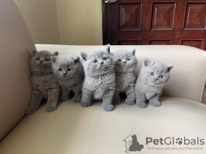 Photo №1. british shorthair - for sale in the city of Austin | negotiated | Announcement № 108919