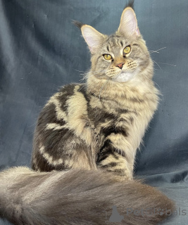 Photo №1. maine coon - for sale in the city of Bellaire | 550$ | Announcement № 162317
