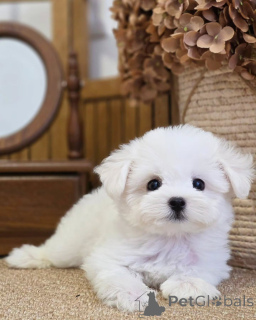 Photo №2 to announcement № 174874 for the sale of maltese dog - buy in France private announcement