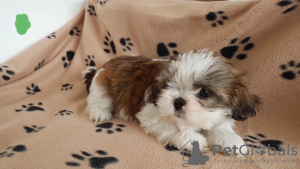 Photo №2 to announcement № 132160 for the sale of  - buy in Switzerland 