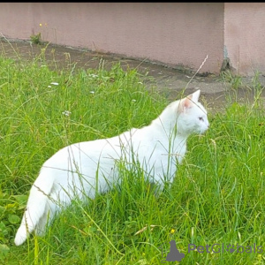 Photo №2 to announcement № 151666 for the sale of turkish angora - buy in Belarus private announcement