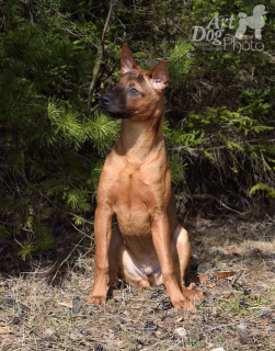 Photo №3. Thai ridgeback puppies. Minsk, Belarus.. Belarus