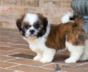 Photo №1. shih tzu - for sale in the city of Arrondisman de Brussels Capital | negotiated | Announcement № 155939