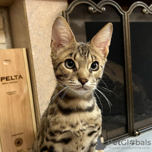 Photo №2 to announcement № 36697 for the sale of savannah cat - buy in United Kingdom private announcement, from nursery, breeder