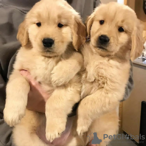 Photo №3. Healthy cute adorable and socialized Golden retriever puppies available. United Kingdom