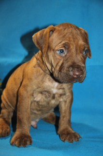 Photo №4. I will sell american pit bull terrier in the city of Moscow. private announcement - price - Negotiated