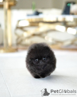 Photo №2 to announcement № 132332 for the sale of pomeranian - buy in Russian Federation private announcement
