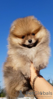 Photo №1. pomeranian - for sale in the city of Warsaw | 919$ | Announcement № 7491