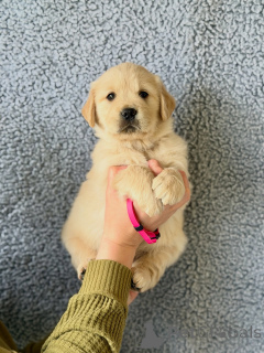 Photo №3. Well Socialized Golden Retriever Puppies Ready to Go. Germany