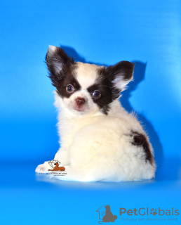 Photo №1. chihuahua - for sale in the city of Москва | negotiated | Announcement № 11156